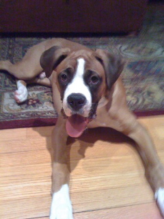 Gunner the boxer
