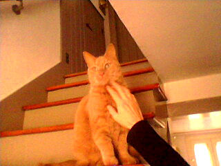 orange cat