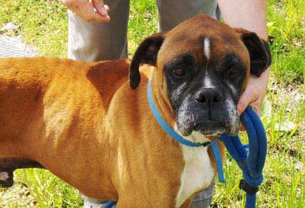 Rastus is a Boxer looking for a family