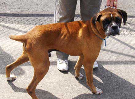 Rastus is a Boxer looking for a family
