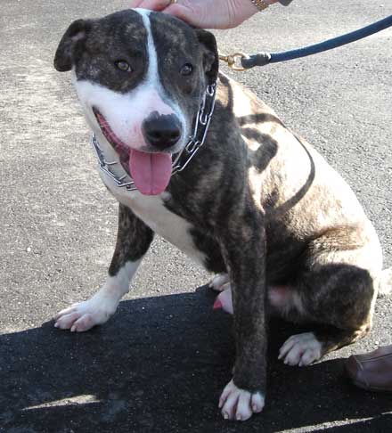 American Staffordshire Terrier pup Rocky needs a new home