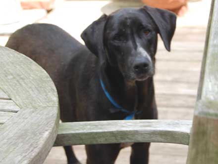 Lab Mix Rookie is Looking for Someone to Love