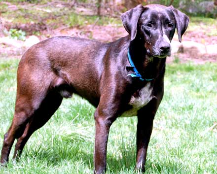 Lab Mix Rookie is Looking for Someone to Love