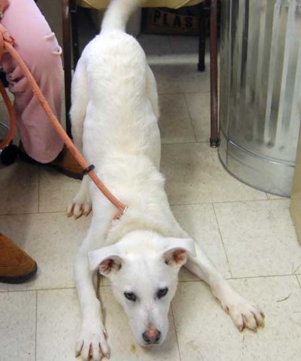 White shepherd mix Seeker is looking for a family to love