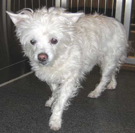 chihuahua mix Sheba needs a home