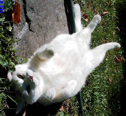 Sophie the cat is missing