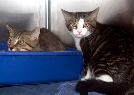 Kittens need a home